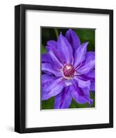 USA, Pennsylvania. Close-up of a clematis blossom.-Julie Eggers-Framed Photographic Print