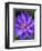 USA, Pennsylvania. Close-up of a clematis blossom.-Julie Eggers-Framed Photographic Print