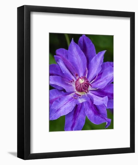 USA, Pennsylvania. Close-up of a clematis blossom.-Julie Eggers-Framed Photographic Print