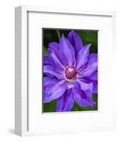 USA, Pennsylvania. Close-up of a clematis blossom.-Julie Eggers-Framed Photographic Print