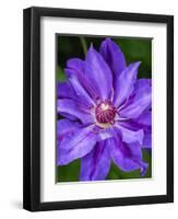 USA, Pennsylvania. Close-up of a clematis blossom.-Julie Eggers-Framed Photographic Print