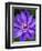 USA, Pennsylvania. Close-up of a clematis blossom.-Julie Eggers-Framed Photographic Print