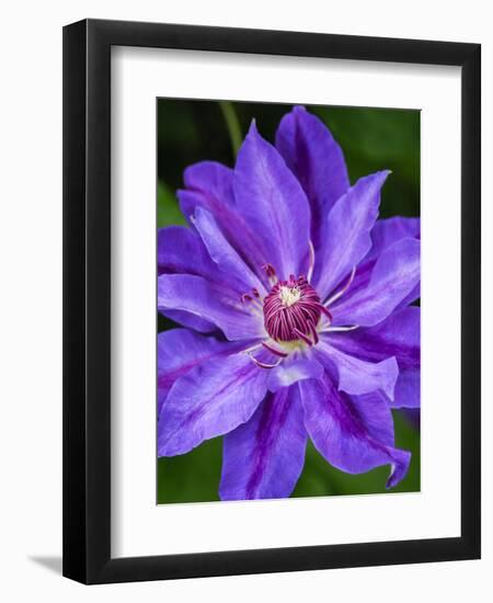 USA, Pennsylvania. Close-up of a clematis blossom.-Julie Eggers-Framed Photographic Print