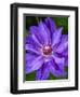 USA, Pennsylvania. Close-up of a clematis blossom.-Julie Eggers-Framed Photographic Print