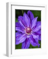 USA, Pennsylvania. Close-up of a clematis blossom.-Julie Eggers-Framed Photographic Print