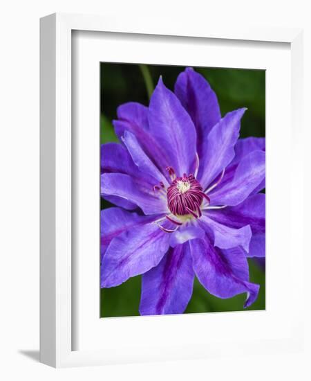 USA, Pennsylvania. Close-up of a clematis blossom.-Julie Eggers-Framed Photographic Print