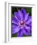 USA, Pennsylvania. Close-up of a clematis blossom.-Julie Eggers-Framed Photographic Print