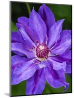 USA, Pennsylvania. Close-up of a clematis blossom.-Julie Eggers-Mounted Photographic Print
