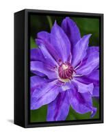 USA, Pennsylvania. Close-up of a clematis blossom.-Julie Eggers-Framed Stretched Canvas