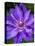 USA, Pennsylvania. Close-up of a clematis blossom.-Julie Eggers-Stretched Canvas