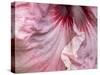 USA, Pennsylvania. Close-up of a hibiscus flower.-Julie Eggers-Stretched Canvas