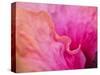 USA, Pennsylvania. Close-up of a hibiscus flower.-Julie Eggers-Stretched Canvas