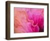 USA, Pennsylvania. Close-up of a hibiscus flower.-Julie Eggers-Framed Photographic Print