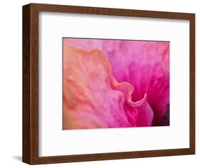 USA, Pennsylvania. Close-up of a hibiscus flower.-Julie Eggers-Framed Photographic Print