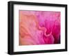 USA, Pennsylvania. Close-up of a hibiscus flower.-Julie Eggers-Framed Photographic Print