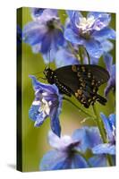 USA, Pennsylvania. Close Up of Butterfly on Flowers-Jaynes Gallery-Stretched Canvas