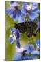 USA, Pennsylvania. Close Up of Butterfly on Flowers-Jaynes Gallery-Mounted Photographic Print