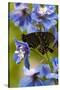 USA, Pennsylvania. Close Up of Butterfly on Flowers-Jaynes Gallery-Stretched Canvas