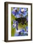 USA, Pennsylvania. Close Up of Butterfly on Flowers-Jaynes Gallery-Framed Photographic Print