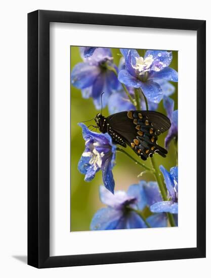 USA, Pennsylvania. Close Up of Butterfly on Flowers-Jaynes Gallery-Framed Photographic Print