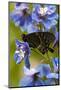 USA, Pennsylvania. Close Up of Butterfly on Flowers-Jaynes Gallery-Mounted Photographic Print