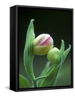 USA, Pennsylvania. Close Up of Flower Bud Opening-Jaynes Gallery-Framed Stretched Canvas