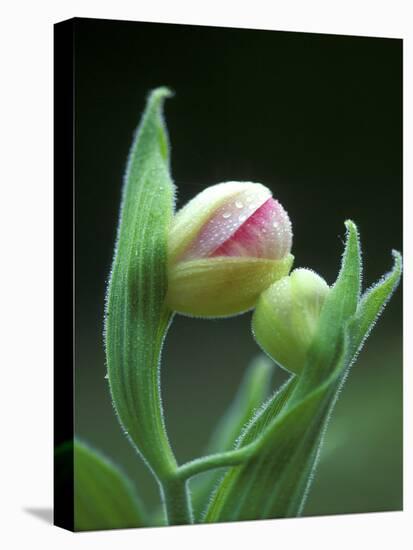 USA, Pennsylvania. Close Up of Flower Bud Opening-Jaynes Gallery-Stretched Canvas