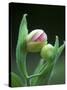 USA, Pennsylvania. Close Up of Flower Bud Opening-Jaynes Gallery-Stretched Canvas