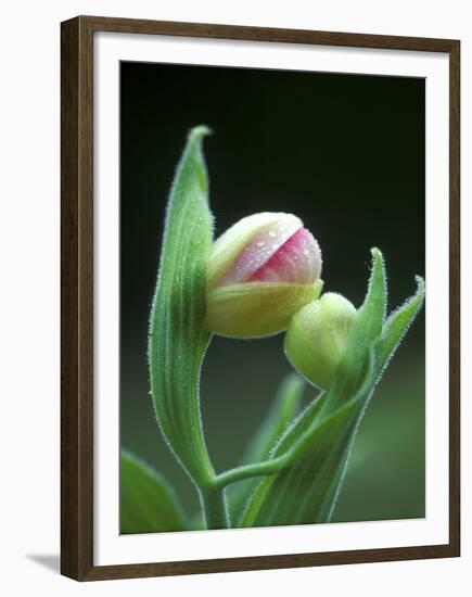 USA, Pennsylvania. Close Up of Flower Bud Opening-Jaynes Gallery-Framed Premium Photographic Print
