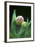 USA, Pennsylvania. Close Up of Flower Bud Opening-Jaynes Gallery-Framed Premium Photographic Print