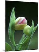 USA, Pennsylvania. Close Up of Flower Bud Opening-Jaynes Gallery-Mounted Premium Photographic Print