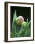 USA, Pennsylvania. Close Up of Flower Bud Opening-Jaynes Gallery-Framed Photographic Print