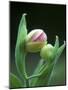 USA, Pennsylvania. Close Up of Flower Bud Opening-Jaynes Gallery-Mounted Photographic Print