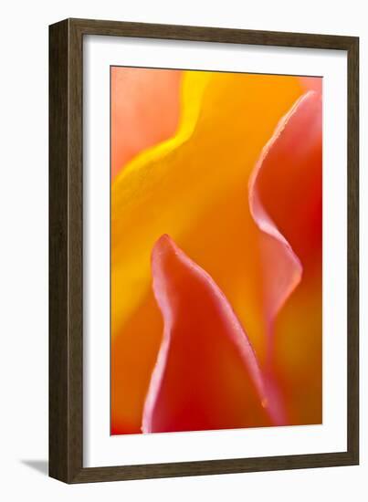 USA, Pennsylvania. Close Up of Petal Abstract-Jaynes Gallery-Framed Photographic Print