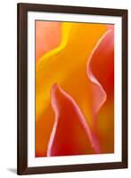 USA, Pennsylvania. Close Up of Petal Abstract-Jaynes Gallery-Framed Photographic Print