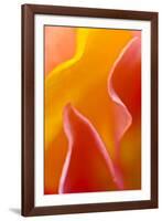 USA, Pennsylvania. Close Up of Petal Abstract-Jaynes Gallery-Framed Photographic Print