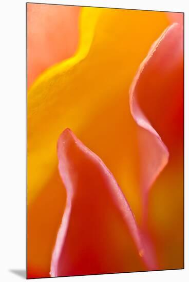 USA, Pennsylvania. Close Up of Petal Abstract-Jaynes Gallery-Mounted Premium Photographic Print