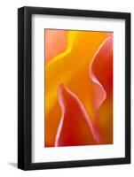 USA, Pennsylvania. Close Up of Petal Abstract-Jaynes Gallery-Framed Photographic Print