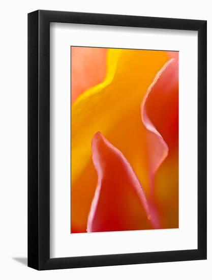 USA, Pennsylvania. Close Up of Petal Abstract-Jaynes Gallery-Framed Photographic Print