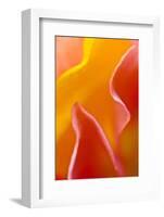 USA, Pennsylvania. Close Up of Petal Abstract-Jaynes Gallery-Framed Photographic Print