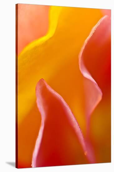 USA, Pennsylvania. Close Up of Petal Abstract-Jaynes Gallery-Stretched Canvas