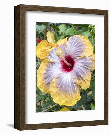 USA, Pennsylvania. Close-up of the Hibiscus rosa-sinensis 'Fifth Dimension'.-Julie Eggers-Framed Photographic Print