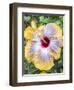 USA, Pennsylvania. Close-up of the Hibiscus rosa-sinensis 'Fifth Dimension'.-Julie Eggers-Framed Photographic Print