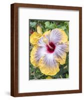 USA, Pennsylvania. Close-up of the Hibiscus rosa-sinensis 'Fifth Dimension'.-Julie Eggers-Framed Photographic Print