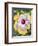 USA, Pennsylvania. Close-up of the Hibiscus rosa-sinensis 'Fifth Dimension'.-Julie Eggers-Framed Photographic Print