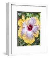 USA, Pennsylvania. Close-up of the Hibiscus rosa-sinensis 'Fifth Dimension'.-Julie Eggers-Framed Photographic Print