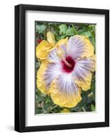 USA, Pennsylvania. Close-up of the Hibiscus rosa-sinensis 'Fifth Dimension'.-Julie Eggers-Framed Photographic Print