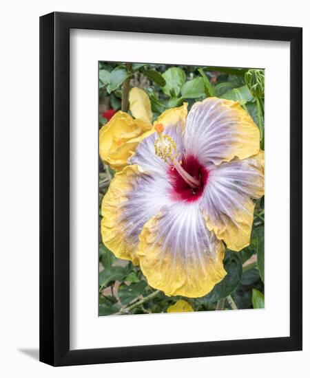 USA, Pennsylvania. Close-up of the Hibiscus rosa-sinensis 'Fifth Dimension'.-Julie Eggers-Framed Photographic Print