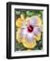 USA, Pennsylvania. Close-up of the Hibiscus rosa-sinensis 'Fifth Dimension'.-Julie Eggers-Framed Photographic Print