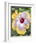 USA, Pennsylvania. Close-up of the Hibiscus rosa-sinensis 'Fifth Dimension'.-Julie Eggers-Framed Photographic Print